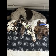 Sprocker Spaniel - Bitches