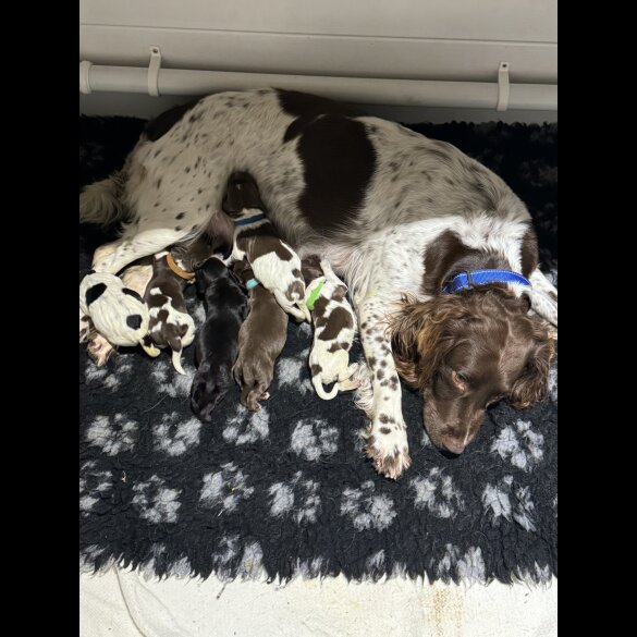 Sprocker Spaniel - Bitches