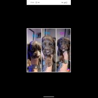 Sprocker Spaniel - Both