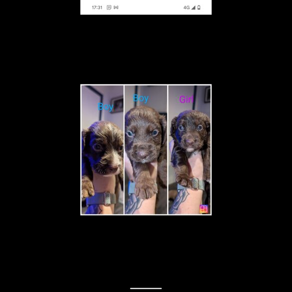 Sprocker Spaniel - Both