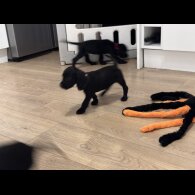 Sprocker Spaniel - Both