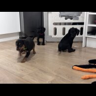 Sprocker Spaniel - Both