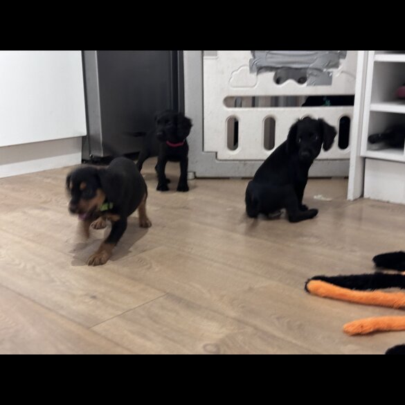 Sprocker Spaniel - Both