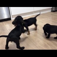 Sprocker Spaniel - Both