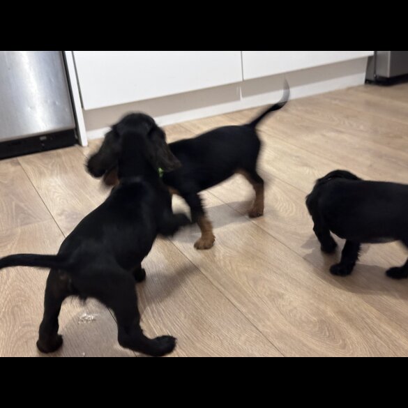 Sprocker Spaniel - Both