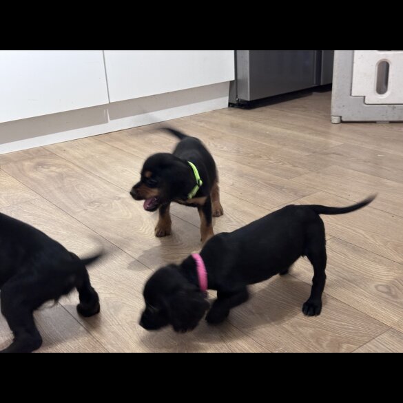 Sprocker Spaniel - Both