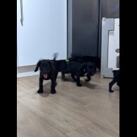Sprocker Spaniel - Both