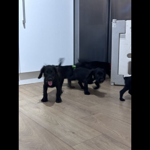 Sprocker Spaniel - Both