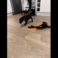 Sprocker Spaniel - Both