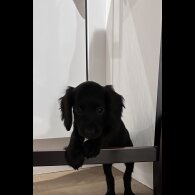 Sprocker Spaniel - Both