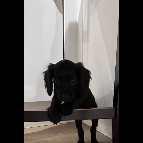 Sprocker Spaniel - Both