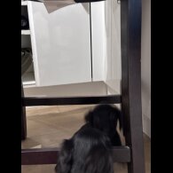 Sprocker Spaniel - Both