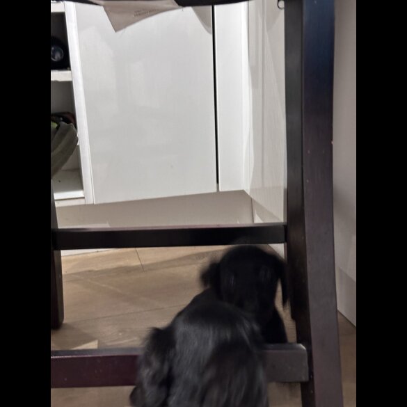 Sprocker Spaniel - Both