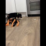Sprocker Spaniel - Both