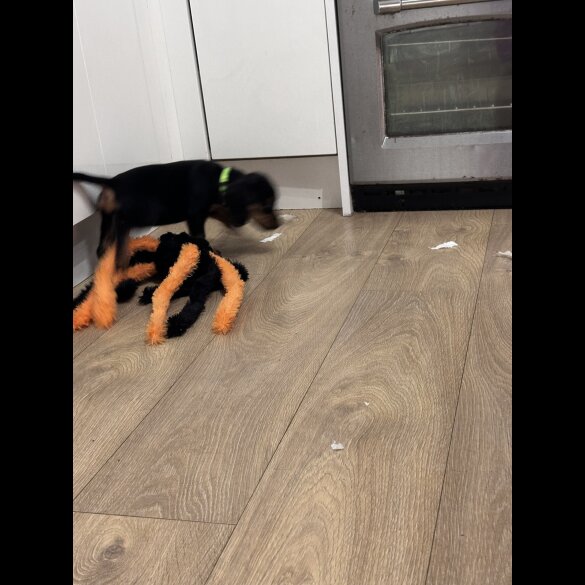 Sprocker Spaniel - Both