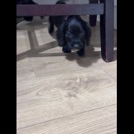Sprocker Spaniel - Both