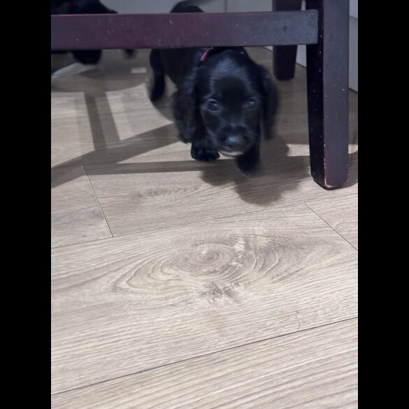 Sprocker Spaniel - Both