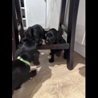 Sprocker Spaniel - Both