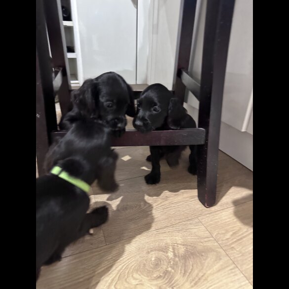 Sprocker Spaniel - Both