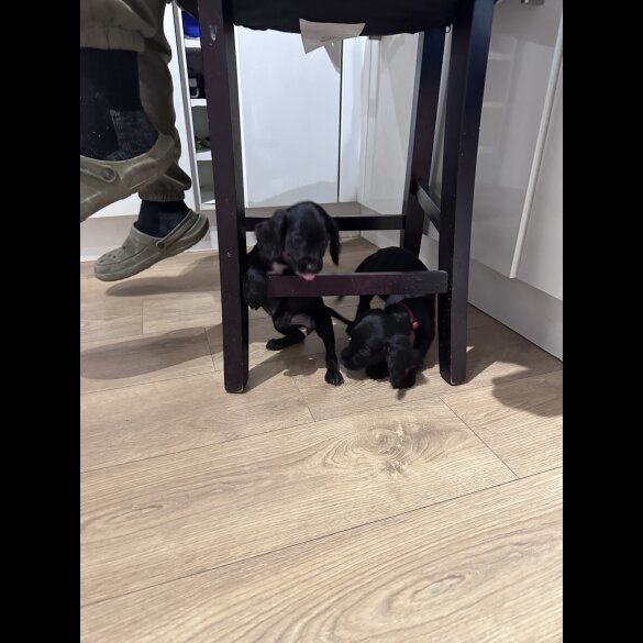 Sprocker Spaniel - Both