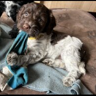 Sprocker Spaniel - Both