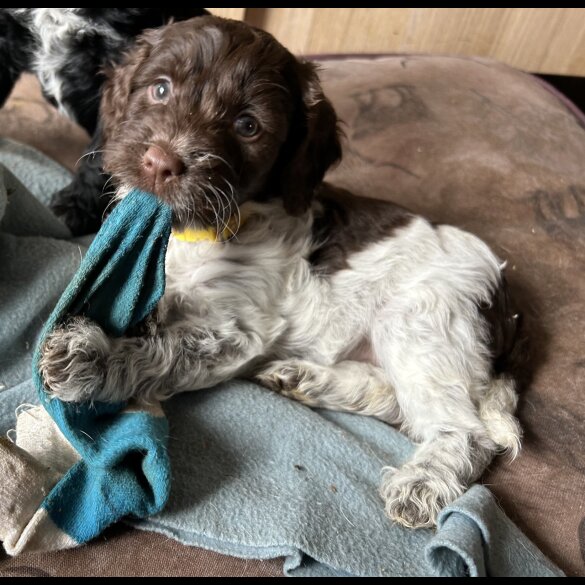 Sprocker Spaniel - Both