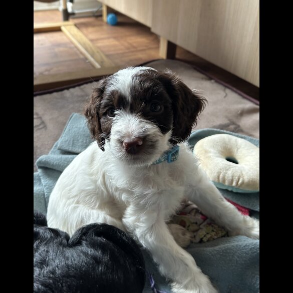 Sprocker Spaniel - Both