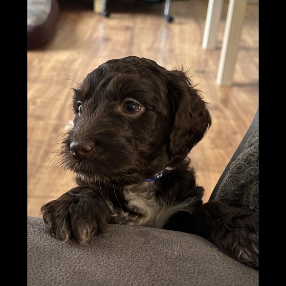 Sprocker Spaniel - Both