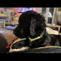 Sprocker Spaniel - Both