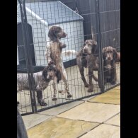 Sprocker Spaniel - Dogs