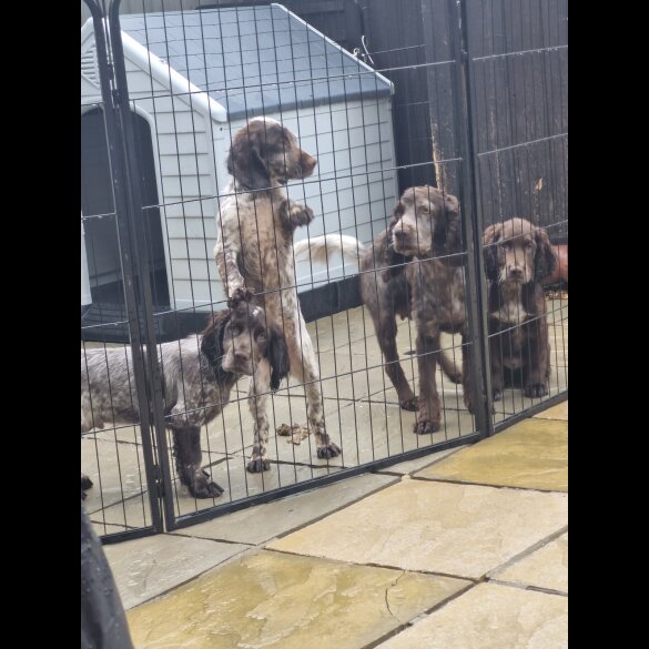 Sprocker Spaniel - Dogs