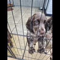 Sprocker Spaniel - Dogs
