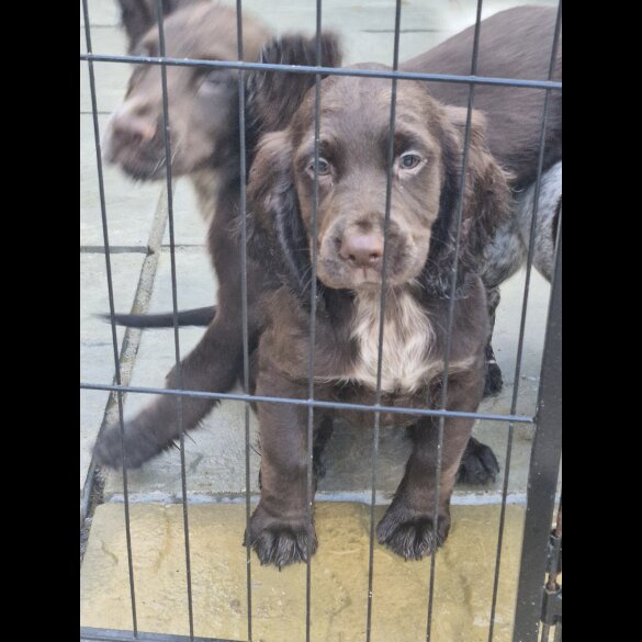 Sprocker Spaniel - Dogs
