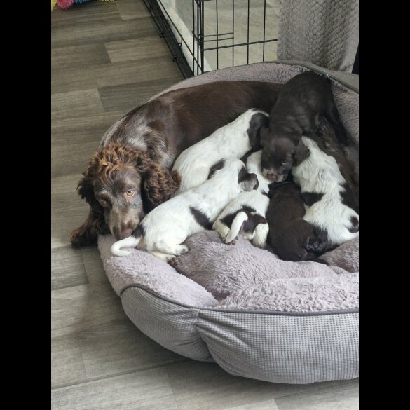 Sprocker Spaniel - Dogs