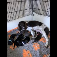 Sprocker Spaniel - Both