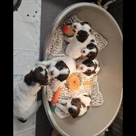Sprocker Spaniel - Both