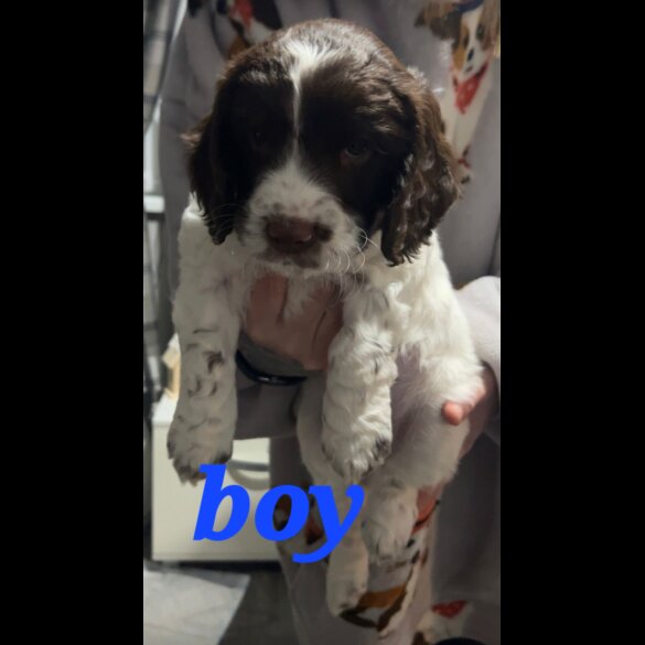 Sprocker Spaniel - Both