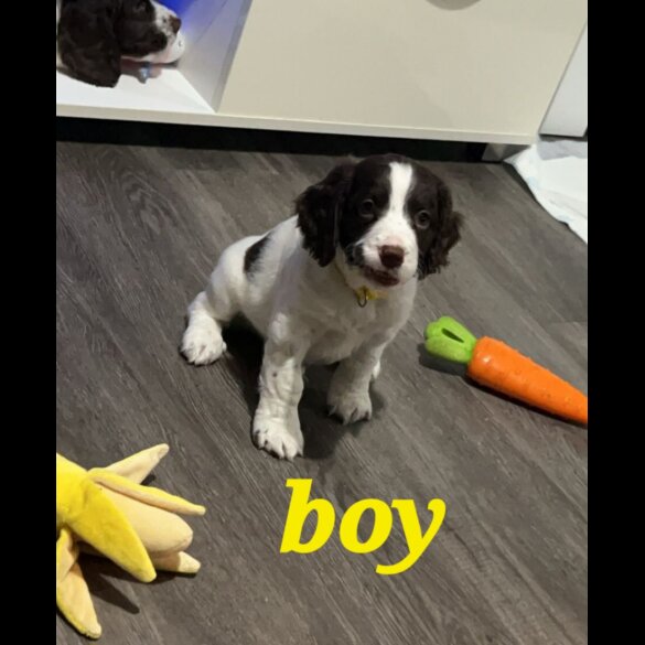 Sprocker Spaniel - Both
