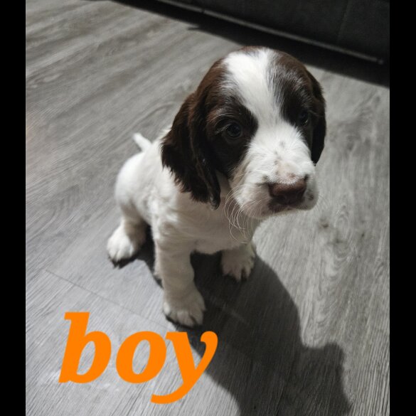 Sprocker Spaniel - Both