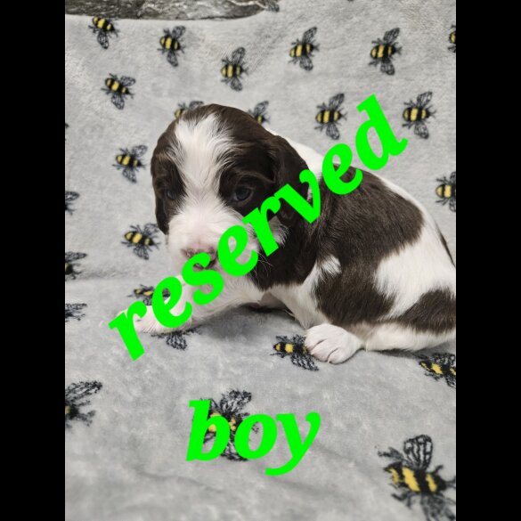 Sprocker Spaniel - Both