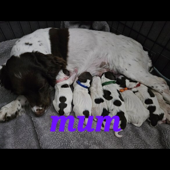 Sprocker Spaniel - Both