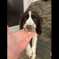 Sprocker Spaniel - Both