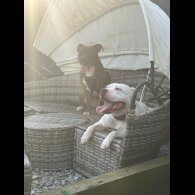 Staffordshire Bull Terrier - Both