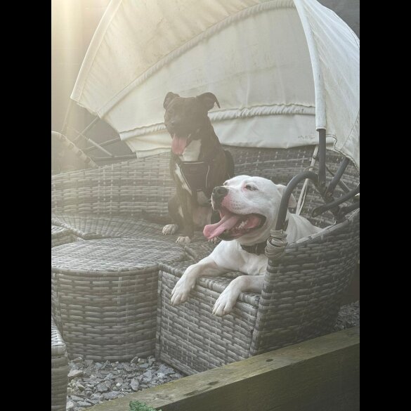 Staffordshire Bull Terrier - Both