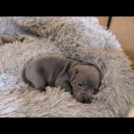Staffordshire Bull Terrier - Both