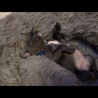 Staffordshire Bull Terrier - Both