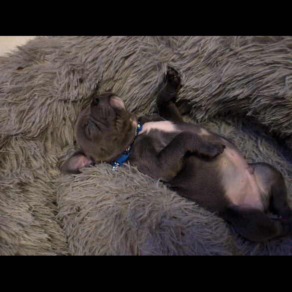 Staffordshire Bull Terrier - Both