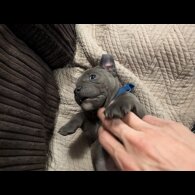 Staffordshire Bull Terrier - Both