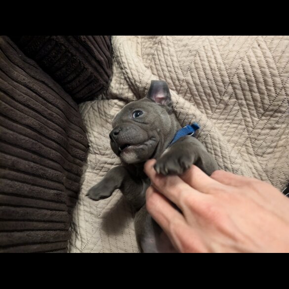 Staffordshire Bull Terrier - Both