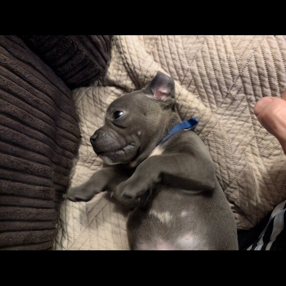 Staffordshire Bull Terrier - Both